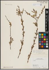 Foto von Salix acmophylla Boiss.